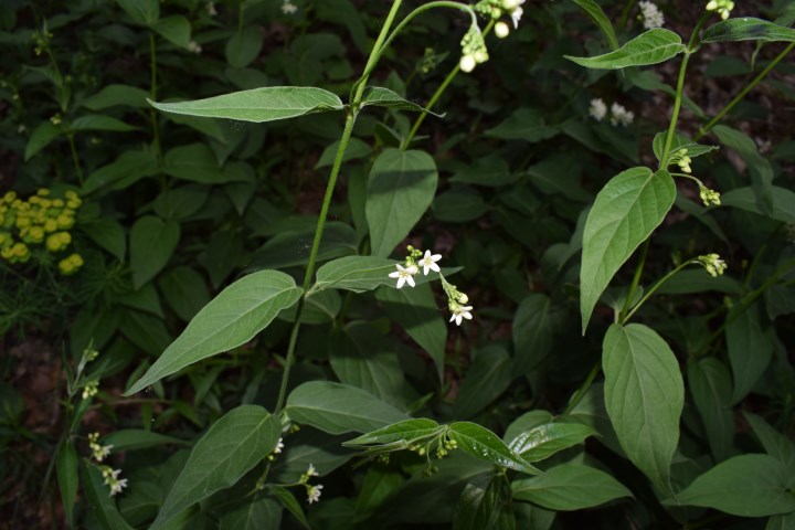 Vincetoxicum hirundinaria (Apocynaceae)